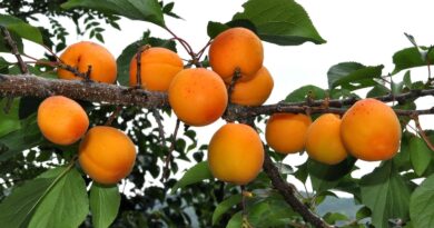Обзор лучших сортов абрикосов для Подмосковья