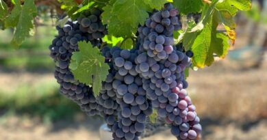 Обзор лучших винных сортов винограда для средней полосы