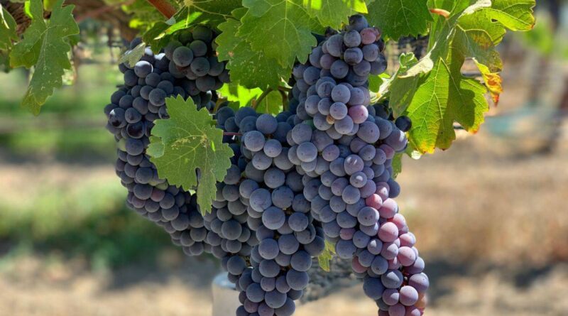 Обзор лучших винных сортов винограда для средней полосы