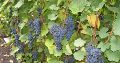 Топ лучших сортов винограда для Подмосковья