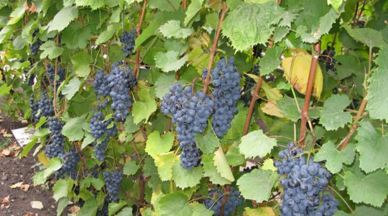 Топ лучших сортов винограда для Подмосковья