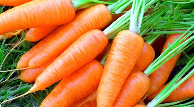 Обзор лучших сортов моркови